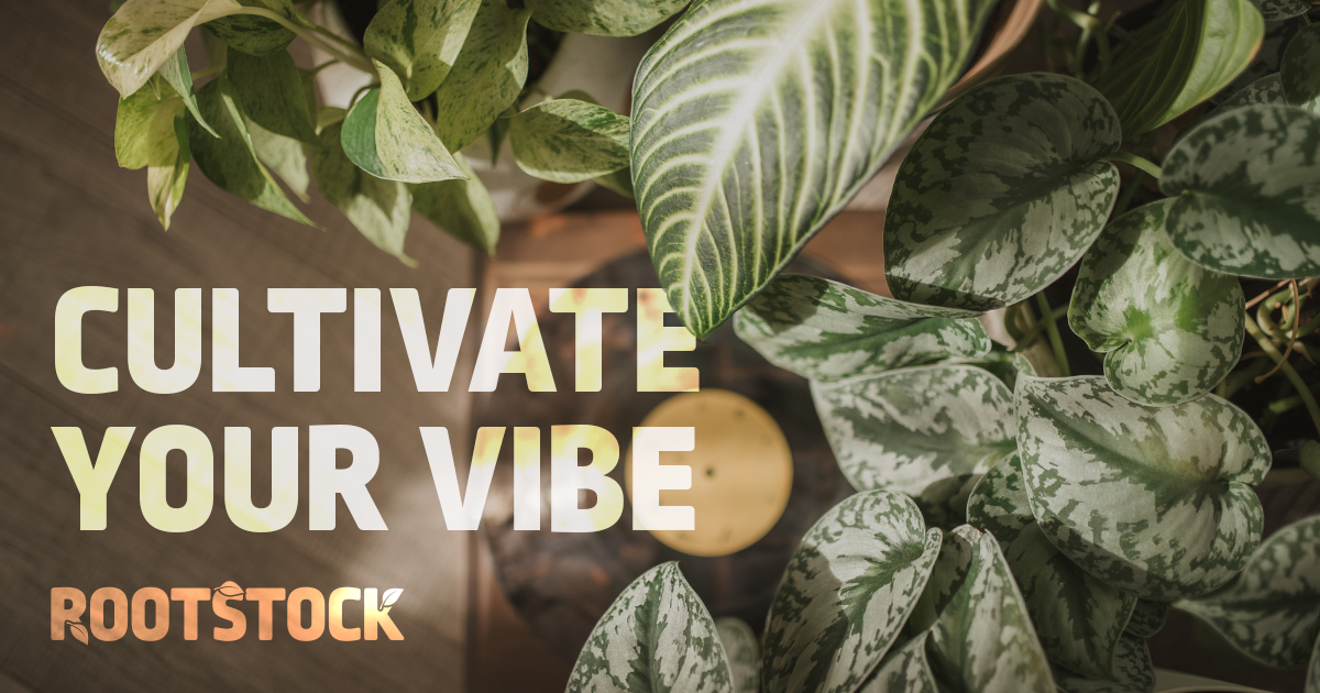 Cultivate Your Vibe at Rootstock: The Final Campaign